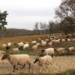 schapen